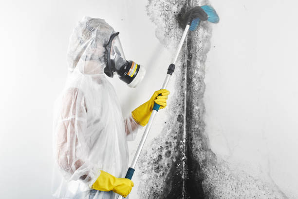 Best Mold Documentation for Insurance Claims  in Donald, OR