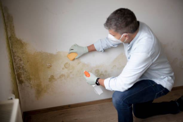 Best Commercial Mold Inspection  in Donald, OR